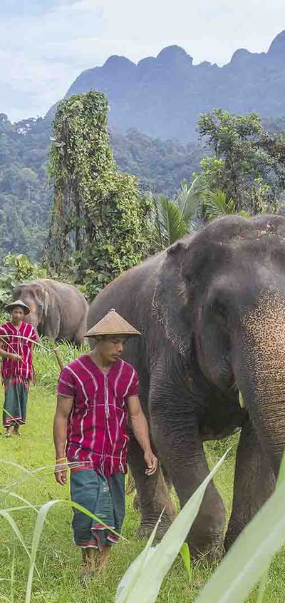 Thailand, Khao Sok, Elephant Hills, Elephant Mahout
