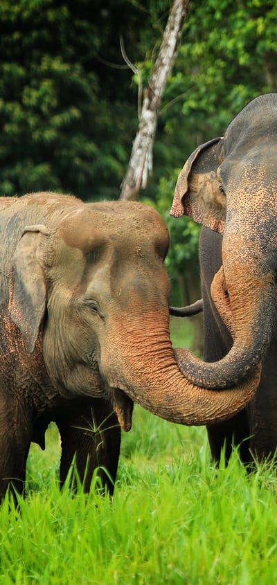 Thailand, Khao Sok, Elephant Hills, Elephants home