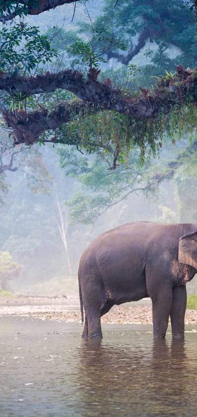 Thailand, Chiang Mai, The Bush Camp, Elephants walking