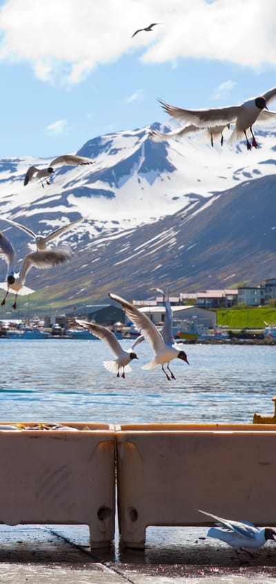 Island siglufjordur maager ved havnen istock scaled