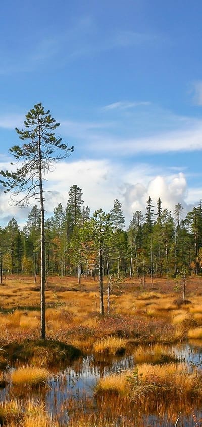 finland Lapland wilderness hotels autumn skov
