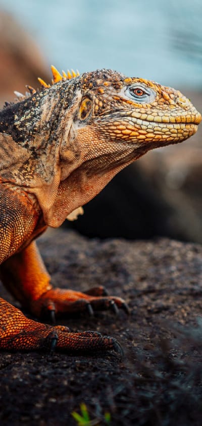 Landleguan p&aring; Galapagos &ndash; Hurtigruten ekspeditionsrejse i Ecuador