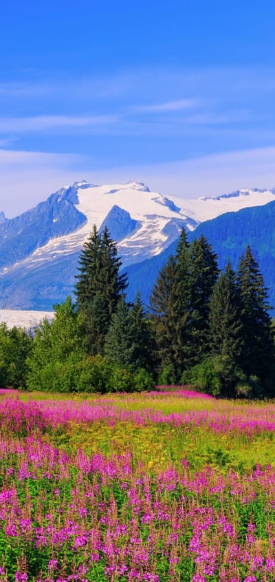 Farverig blomstereng ved Mendenhall-gletsjeren n&aelig;r Juneau omgivet af Alaskas bjerge