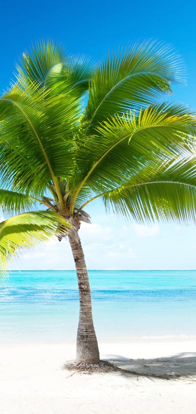 caribien sand strand palme