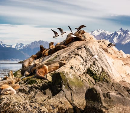 Søløver hviler på klippe i Beagle-kanalen nær Ushuaia med sneklædte bjerge i baggrunden