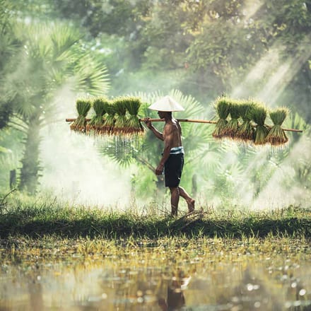 cambodja aggriculture