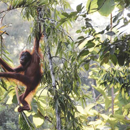 Borneo orangutang jungle