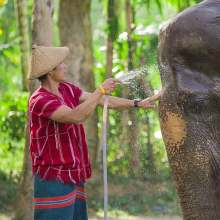 mand der vasker elefant med vandslange