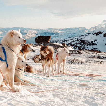 gr&oslash;nlandske sl&aelig;dehunde i sneen i gr&oslash;nland