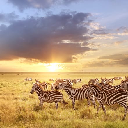 zebrar på svannen i Kenya