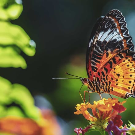 Malaysia east asian leopard lacewing sommerfugl skov