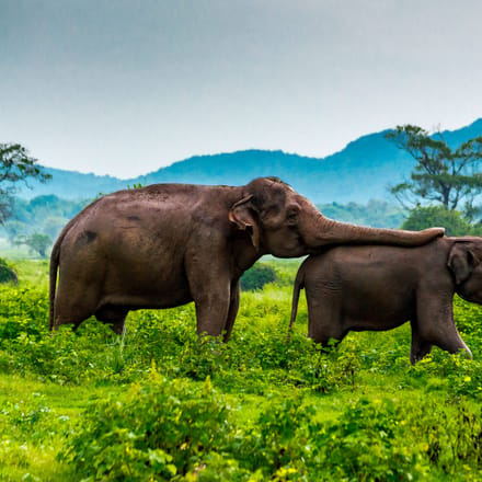 minneriya national park elefanter sri lanka
