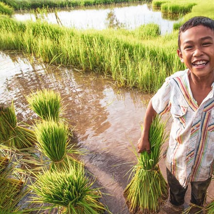 dreng i rismarken i vietnam