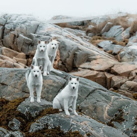 Gr&oslash;nland sl&aelig;dehunde