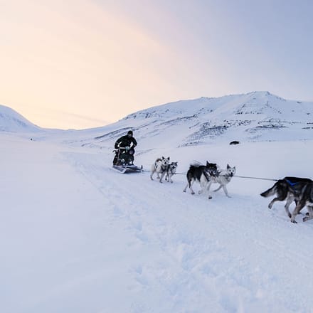 Svalbard hundesl&aelig;de skumring