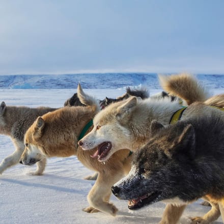 Grønland hundeslaede