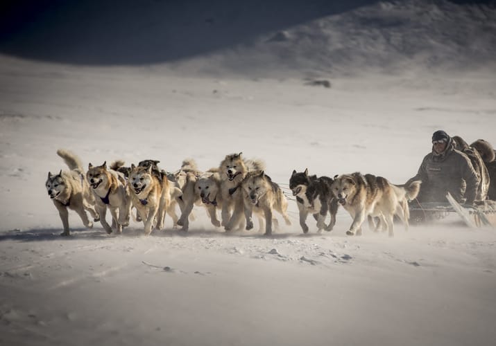 team sled dogs full speed near sisimiut greenland scaled