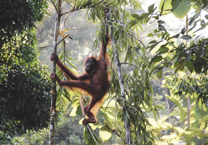 Borneo orangutang jungle