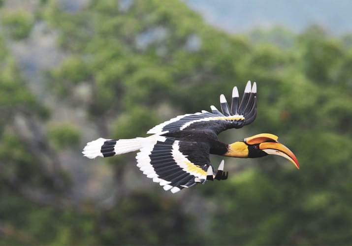 Borneo naesehornsfugl