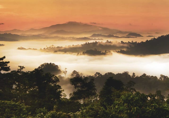 Borneo sabah danum dalen