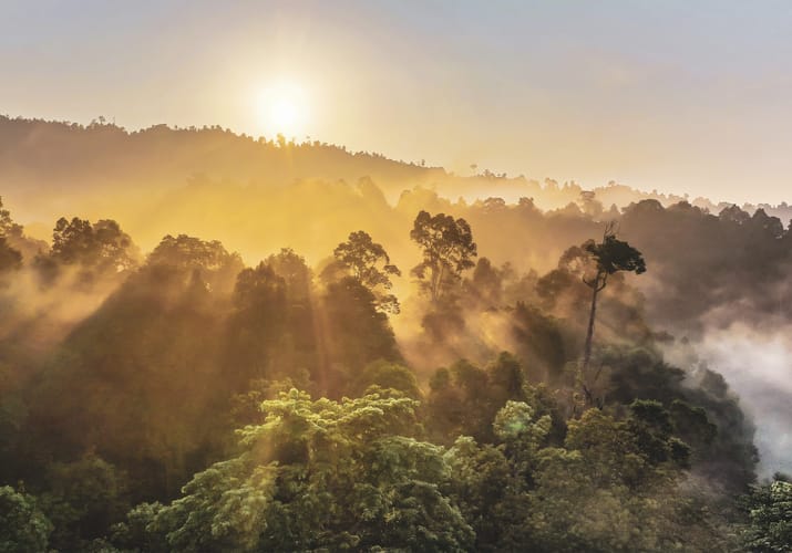 Borneo solopgang over juglen scaled