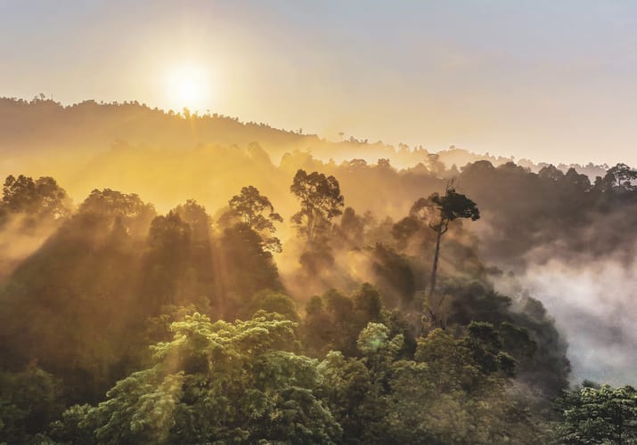 Borneo solopgang over juglen scaled