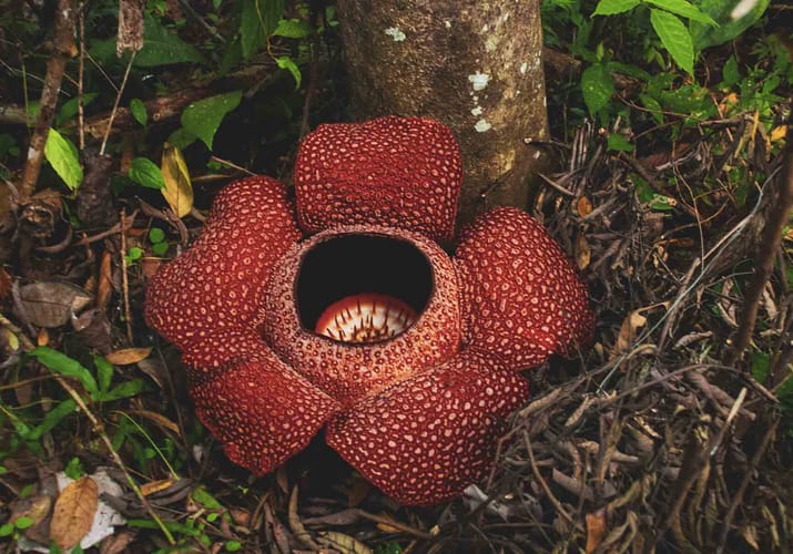 Borneo verdens stoerste blomst rafflesia