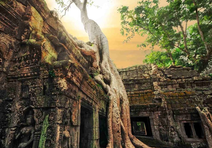 Cambodia, Siam Reap, Heldagstur Tempelbyen Angkor Wat, Tr&aelig;er
