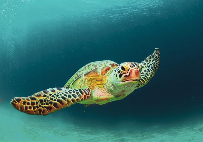 havskildpadde under vandet