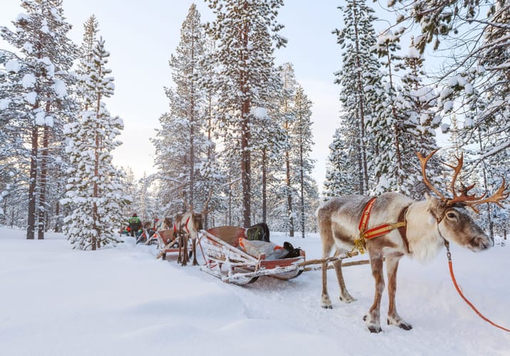 sneklk&aelig;dte tr&aelig;er og rensdyr sl&aelig;detur-lapland