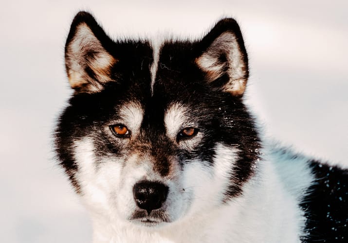 Gr&oslash;nland Ilulissat iglo slaedehunde stu lodge
