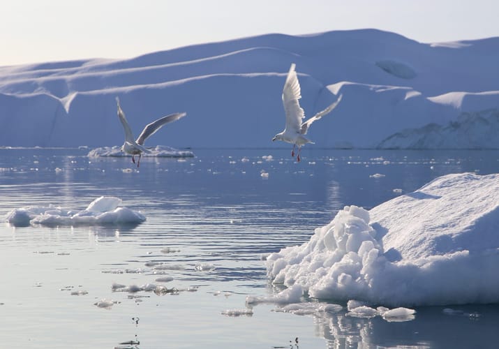 Gr&oslash;nland Ilulissat Udflugt Isfjorden, Isbjerge, Diskobugten, Natur