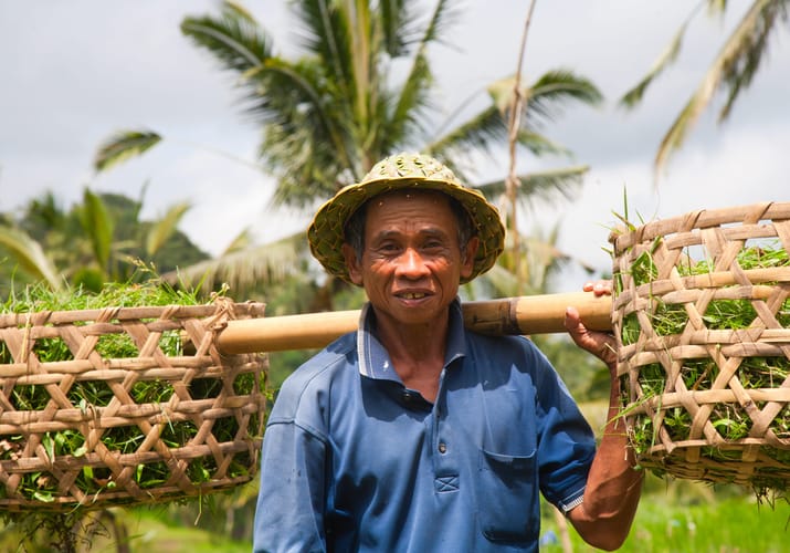 Indonesien Bali Ubud Essensen Af Ubud, Lokal Bærer På Afgrøder