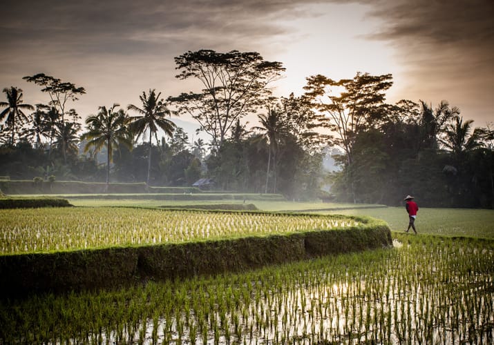Indonesien Bali Ubud Essensen Af Ubud, Rismarker