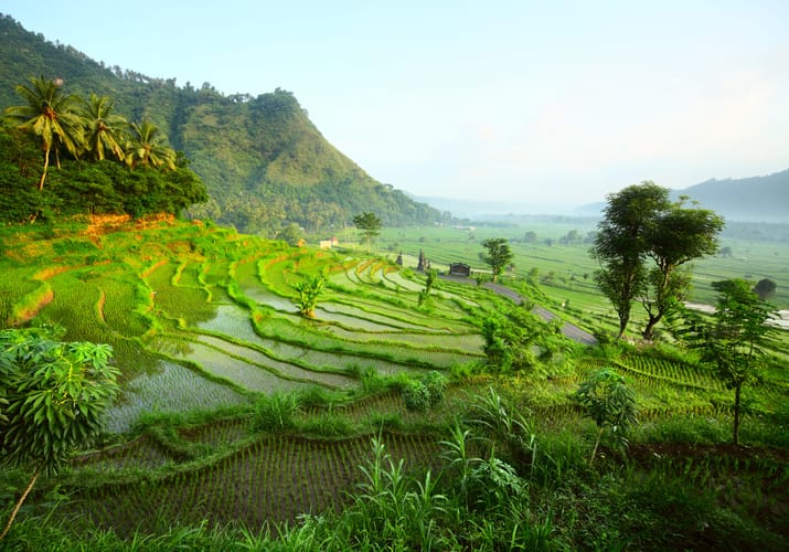 Indonesien, Bali, Højlandet, Rismarker