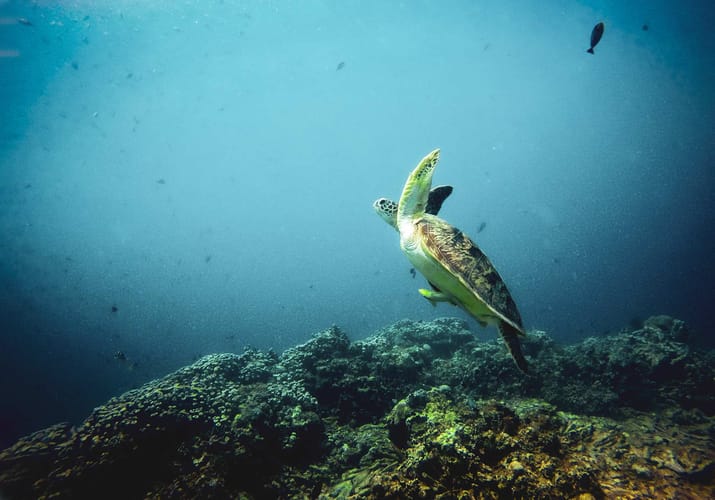 Indonesien gili lombok havskildpadde svoemmer for faa luft