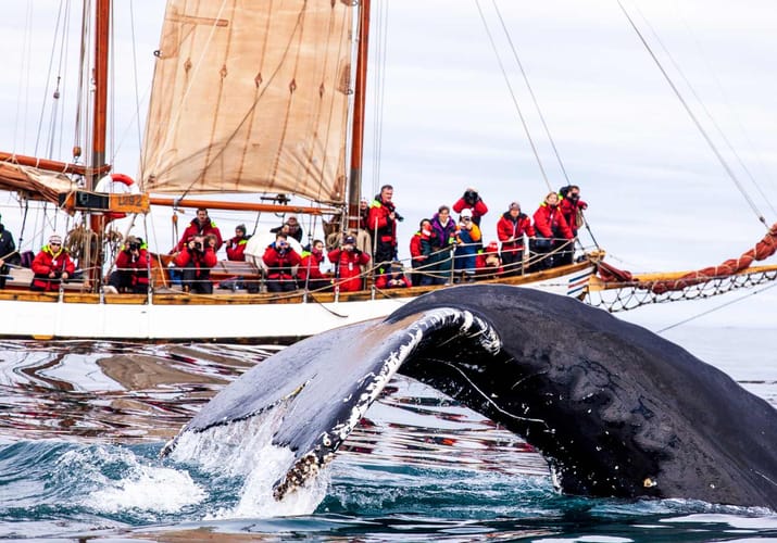 Island Nordisland H&uacute;sav&iacute;k udflugt hvalsafari