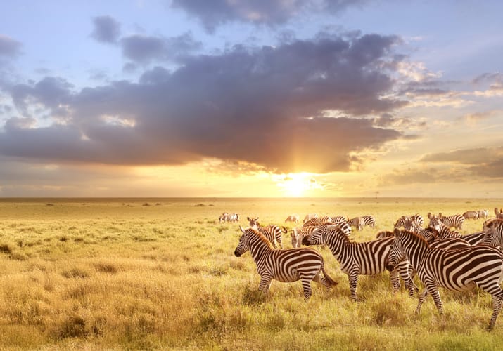zebrar på svannen i Kenya