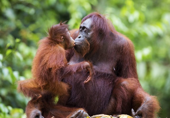 Malaysia Borneo hun orangutan koesser sin baby regnskov scaled
