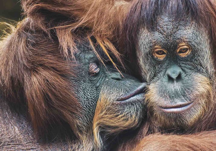 Malaysia Borneo orangutan kys