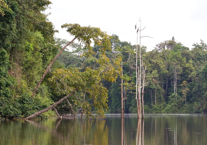 Malaysia Borneo bow lake kinabatangan scaled
