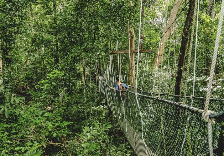 Malaysia taman negara kvinde gaar haengebro på