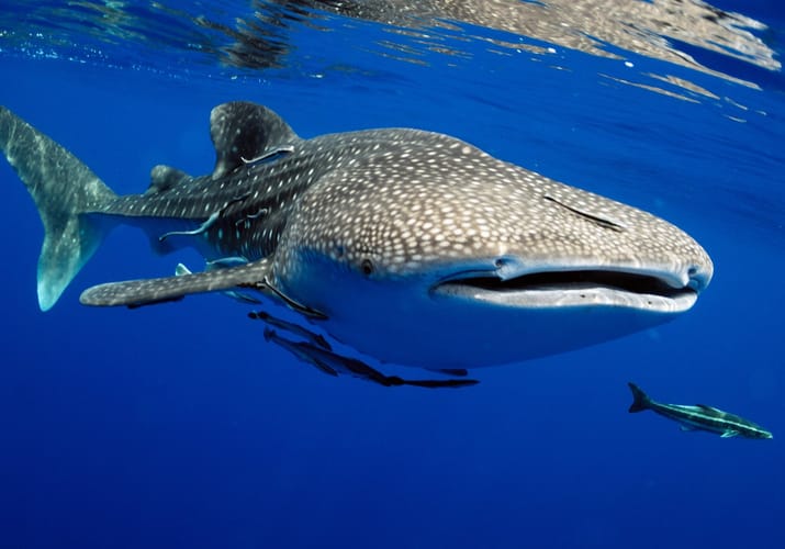 Rejser til Maldiverne, Centara Grand Island Resort & Spa, snorkeling