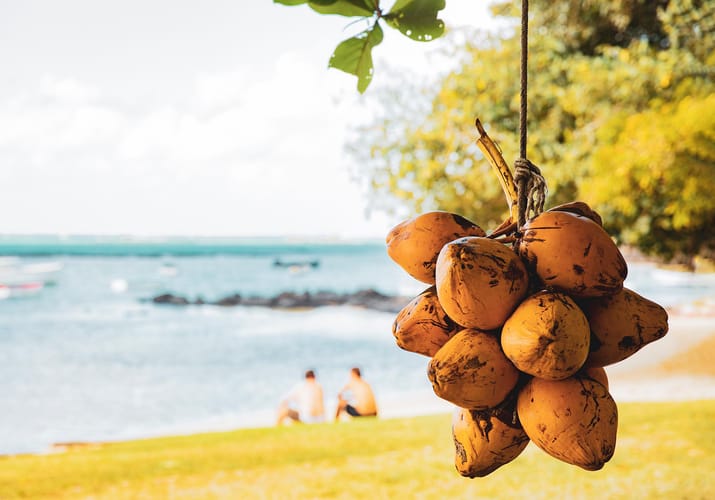 mauritius haengende kokosnoedder strand på