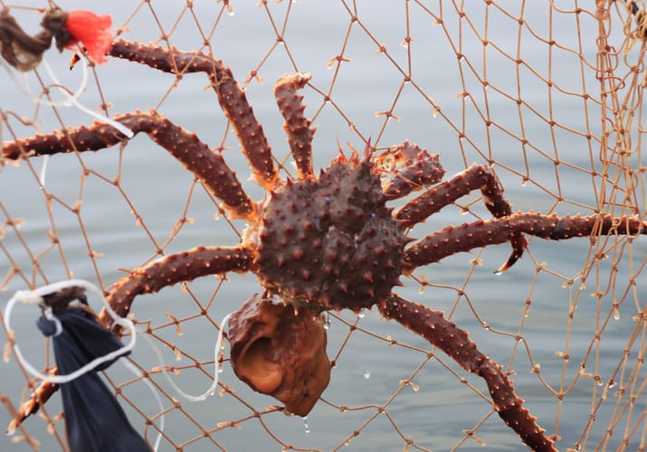 Norge Kongekrabbe fiskeri