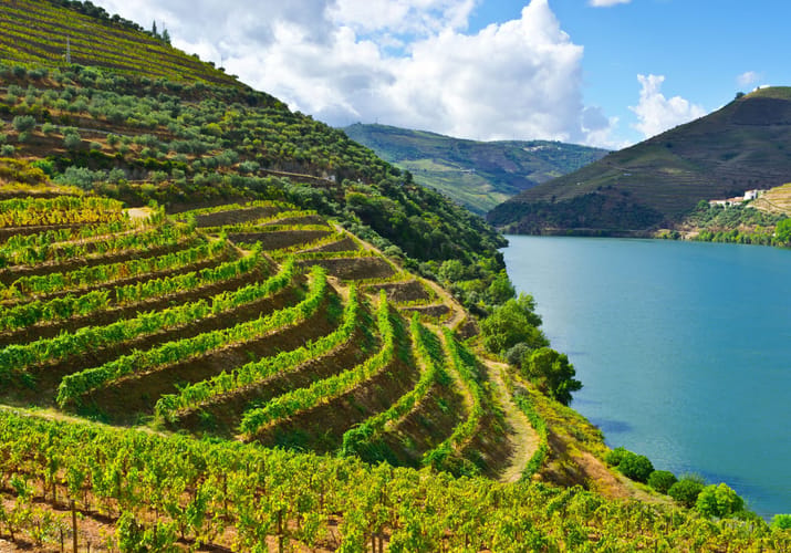 Vinmarker ved Dourofloden
