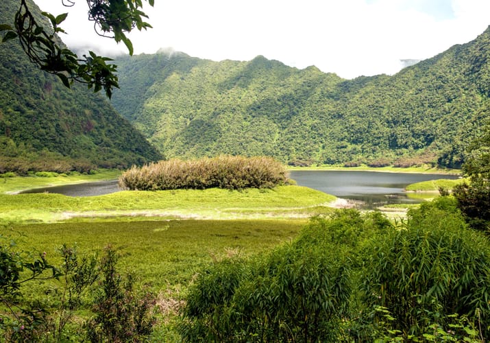 Reunion Plaine Des Palmistes Natur