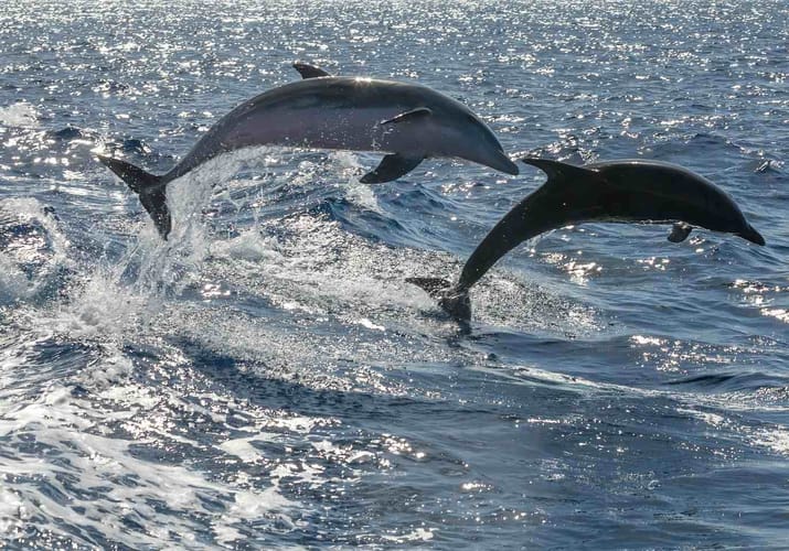 Spanien Tenerife delfiner springer