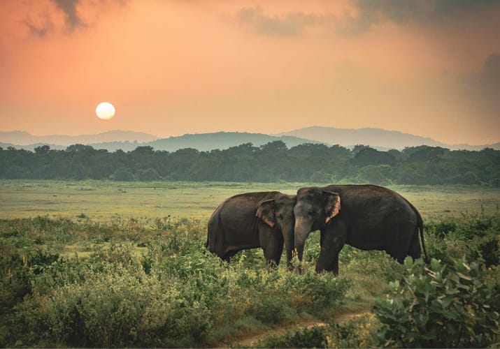 Sri Lanka Profil Rejser