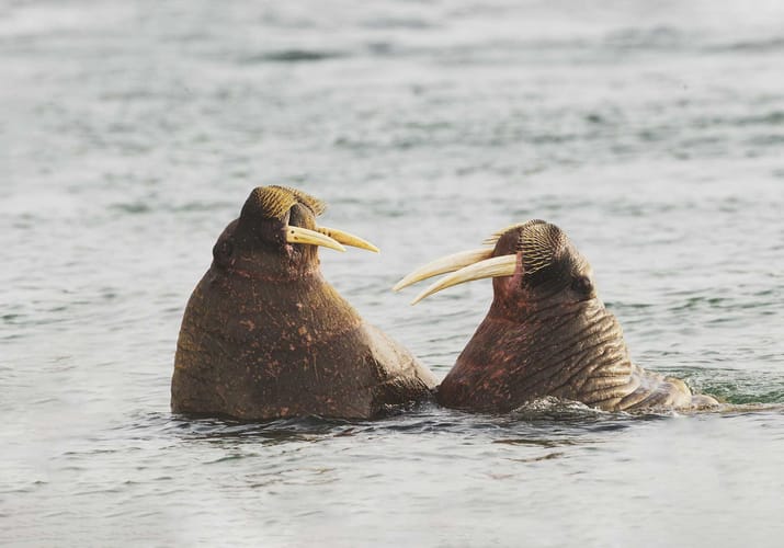 2 hvalrosser i vandet ved Svalbard